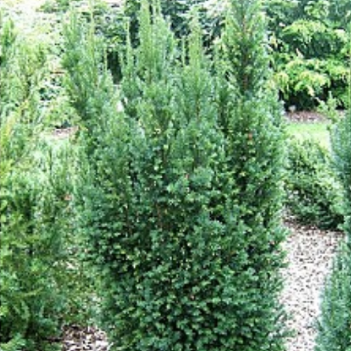 Taxus x media 'Hillii'