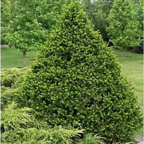 Taxus cuspidata 'Capitata'  