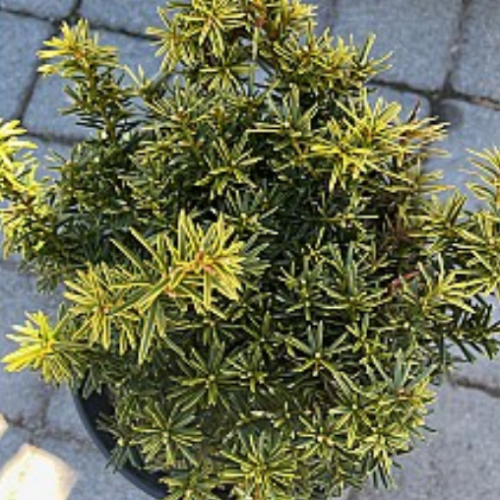 Taxus x media 'Sunburst' - 3 gallons