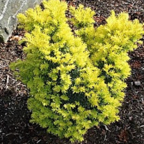 Taxus cuspidata 'Dwarf Bright Gold' - 2g