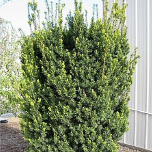 Taxus x media 'Hicksii' 