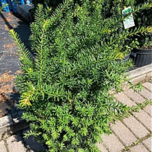 Taxus x media 'Fairview' 