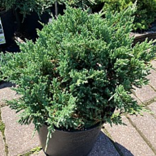 Juniperus horizontalis 'Blue Chip'