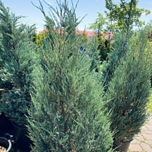 Juniperus virginalis 'Skyrocket'