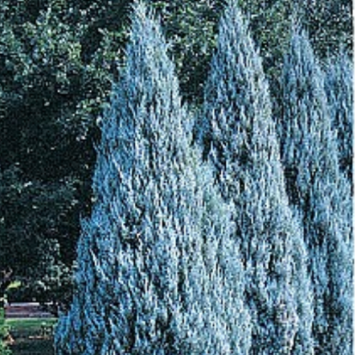 Juniperus scopulorum 'Moffetii blue'