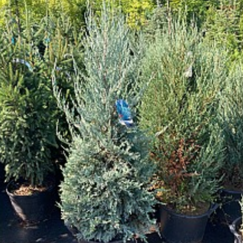 Juniperus scopulorum 'Blue Haven'
