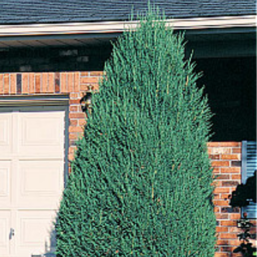 Juniperus chinensis  'Mountbatten' 