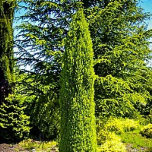 Juniperus communis 'Compressa' - Pencil Point