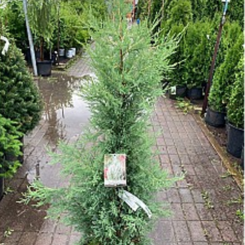 Juniperus scopulorum 'Medora' - 100cm