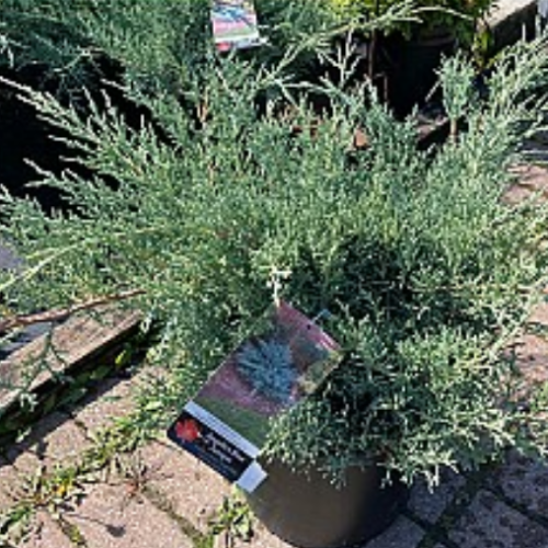Juniperus chinensis  'Angelica Blue' - 3g