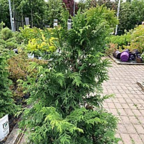 Chamaecyparis pisifera 'Soft Serve' - 7g