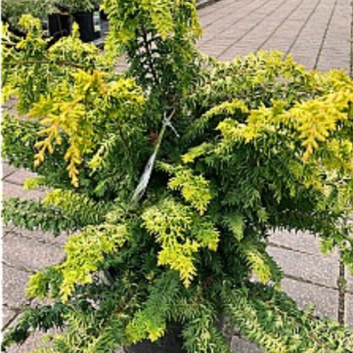 Chamaecyparis obtusa 'Fernspray Gold' - 3g