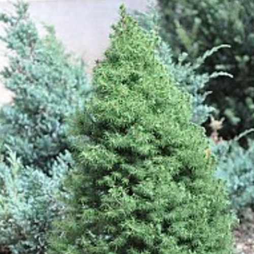 Picea glauca 'Albertiana Conica'