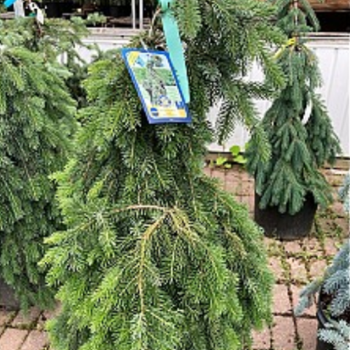 Picea omorika 'Pendula Bruns'