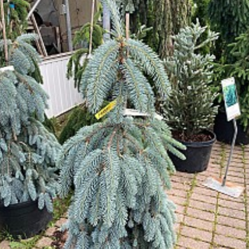 Picea pungens 'The Blues' - 150-170cm