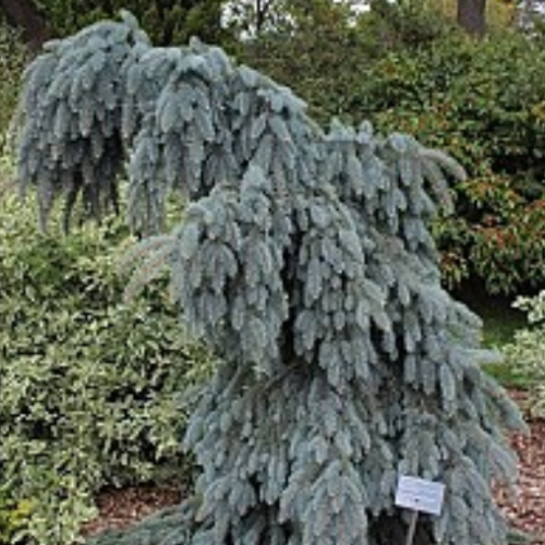 Picea pungens glauca 'Slenderina' 