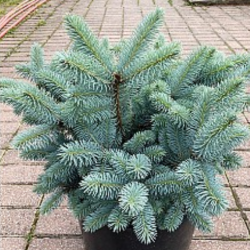 Picea pungens glauca 'Globosa'