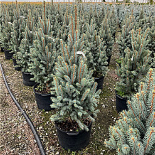 Picea pungens 'Iseli Fastigiata'