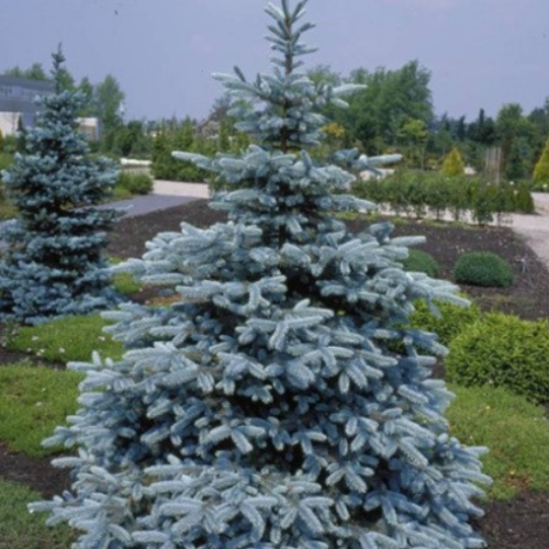 Picea pungens glauca 'Hoopsii'