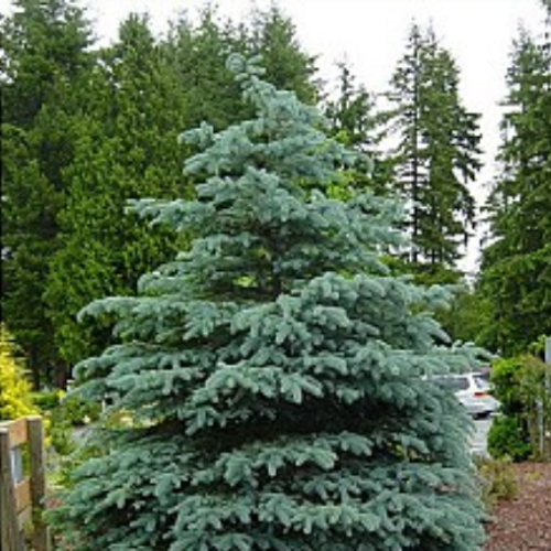 Picea pungens 'Fat Albert'
