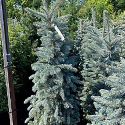 Picea pungens glauca 'Bacheri'