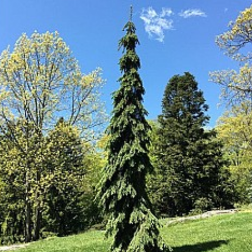 Picea glauca 'Pendula'