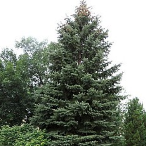 Picea glauca