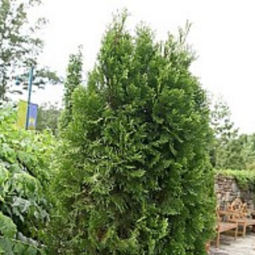 Thuya occidentalis Smaragd