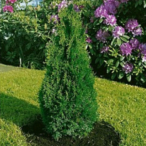 Thuya occidentalis 'Holmstrup'