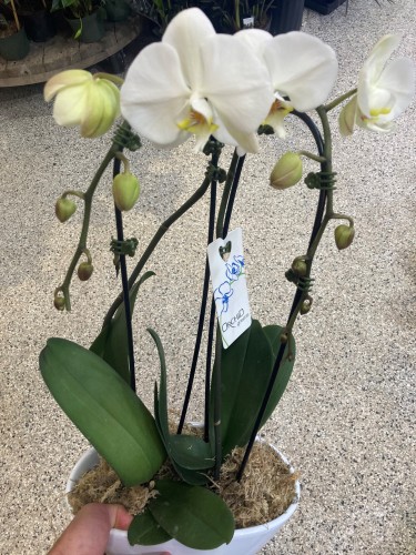 Phalaenopsis Waterfall – Orchidée papillon