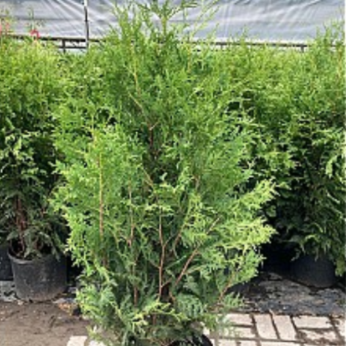 Thuya occidentalis 'Nigra'