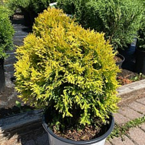 Thuya occidentalis 'Anna's Magic Ball'