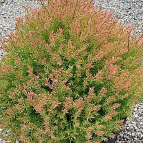 Thuya occidentalis 'Fire Chief'