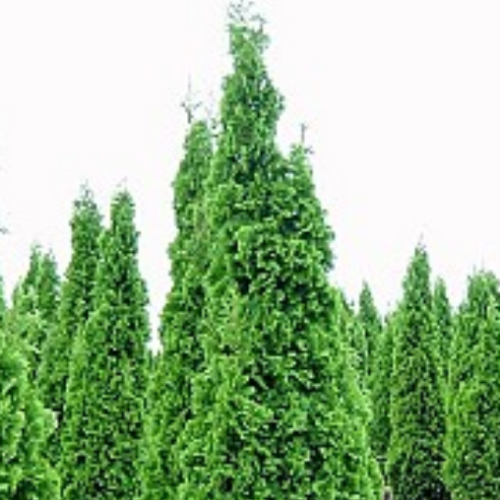 Thuya occidentalis 'Degroot's Spire'