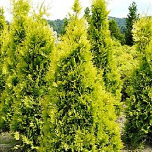 Thuya occidentalis 'Yellow Ribbon' 