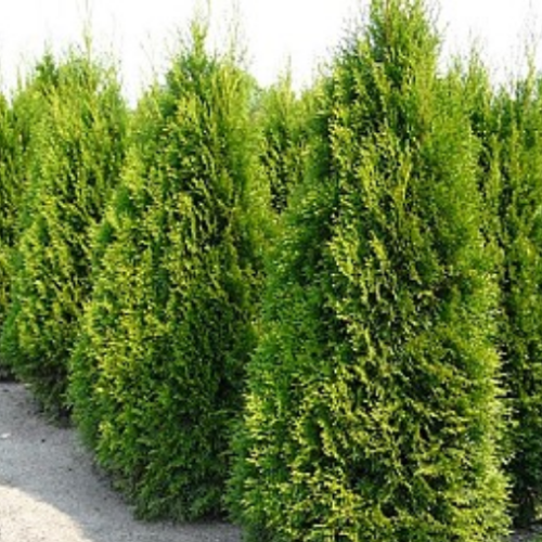 Thuya occidentalis
