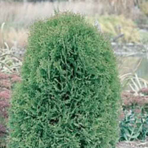 Thuya occidentalis 'Boisbriand'