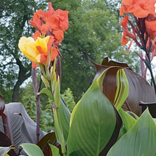 Canna 'Cleopatra' - 1g