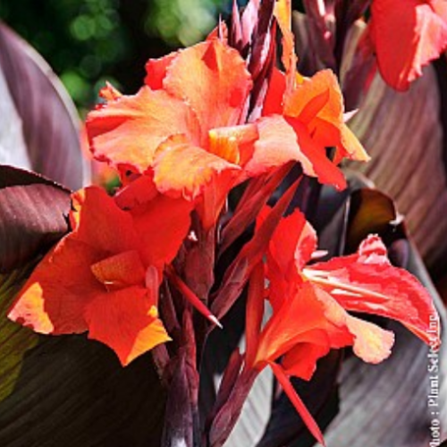 Canna  'Ebony Patra' - 1g