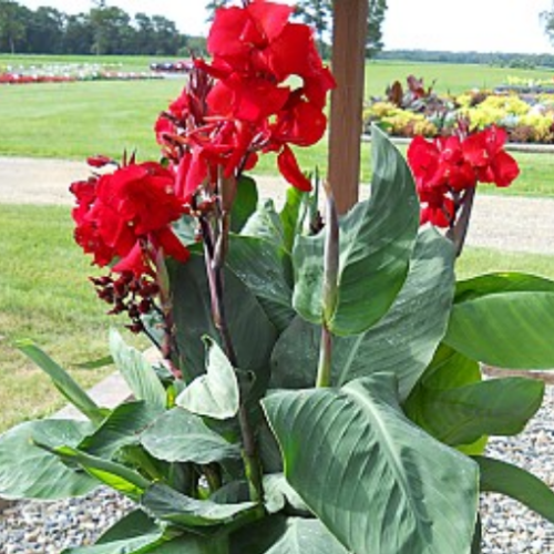 Canna 'Fire Dragon' - 1g
