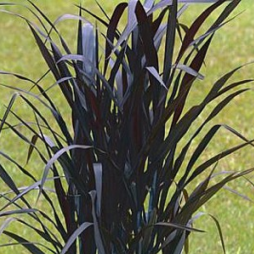 Pennisetum purpureum 'First Knight'