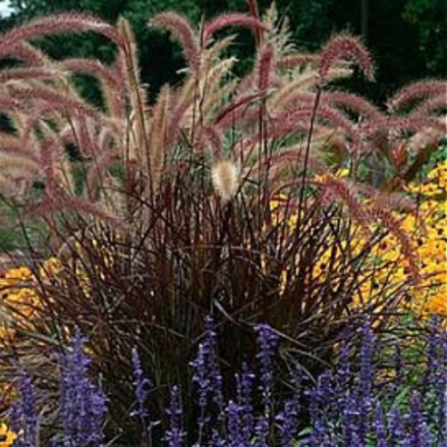 Pennisetum setaceum 'Rubrum'