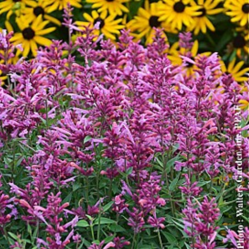Agastache 'Rosie Posie' - 1g