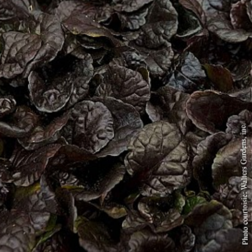 Ajuga 'Black Scallop' - 1g