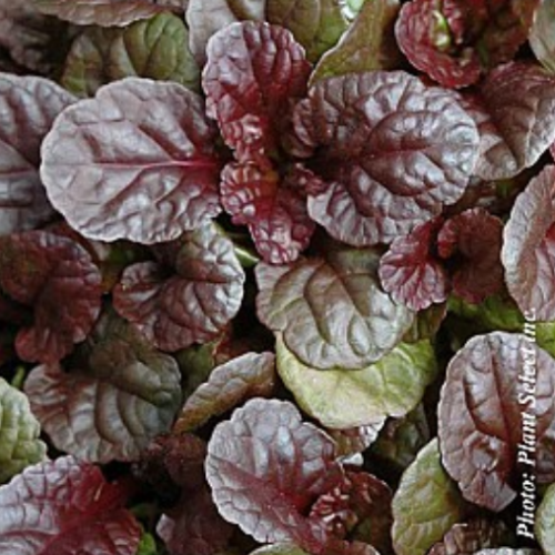 Ajuga 'Catlin's Gant' - 1g