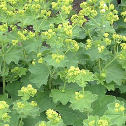 Alchemilla mollis