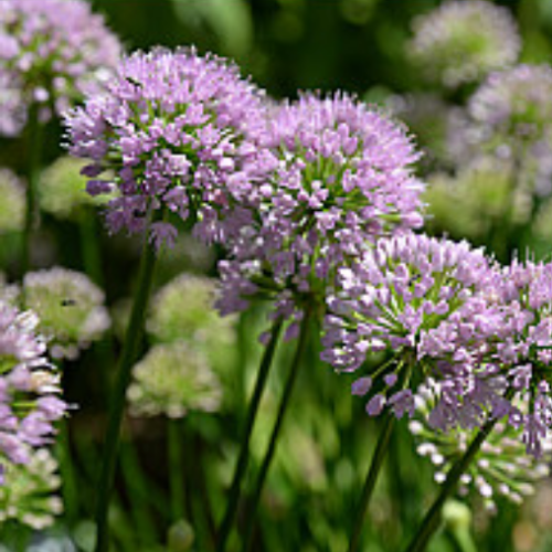 Allium 'Millenium'