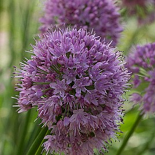 Allium 'Pink Planet' - 1g