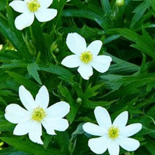 Anemone Canadensis - 1g