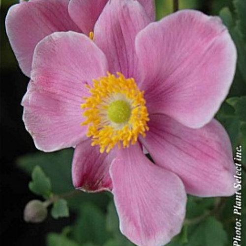 Anemone 'September Charm' - 1g